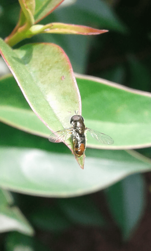 Syrphidae : Paragus bicolor?